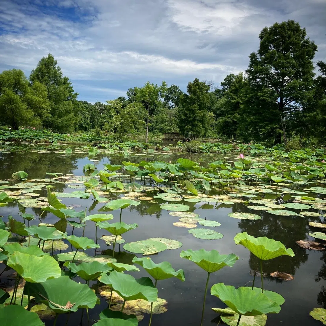 Kenilworth Park & Aquatic Gardens, Washington