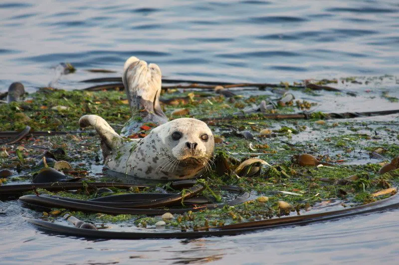 Deception Pass Tours, Washington