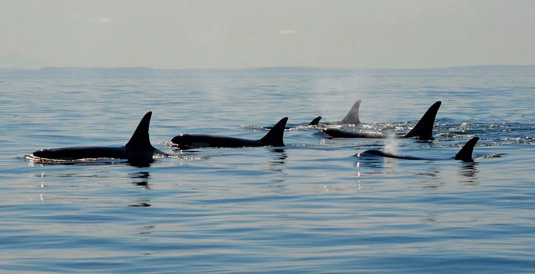 Maya's Legacy Whale Watching, Washington