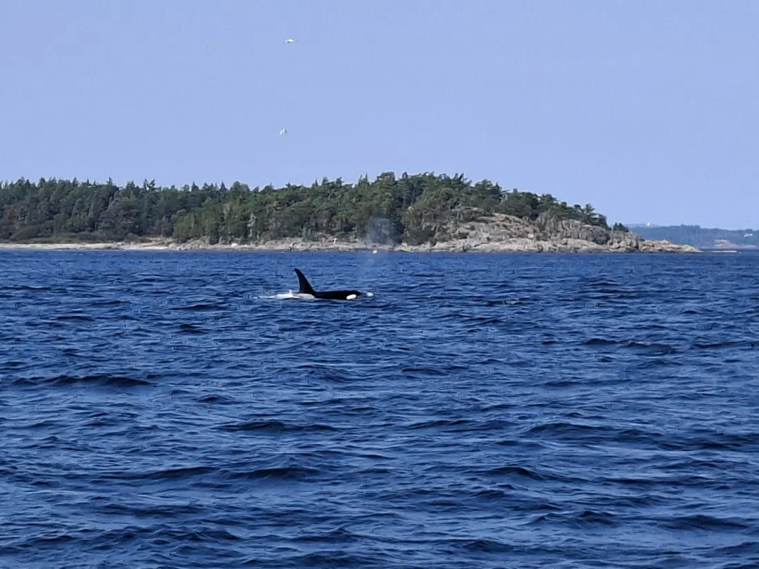 Port Angeles Whale Watch Company, Washington