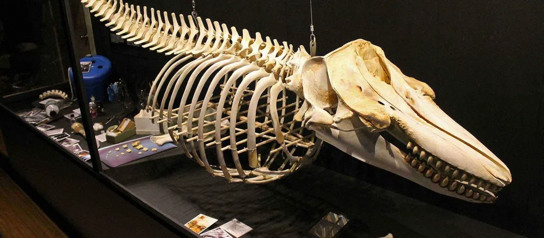 The Whale Museum, Washington