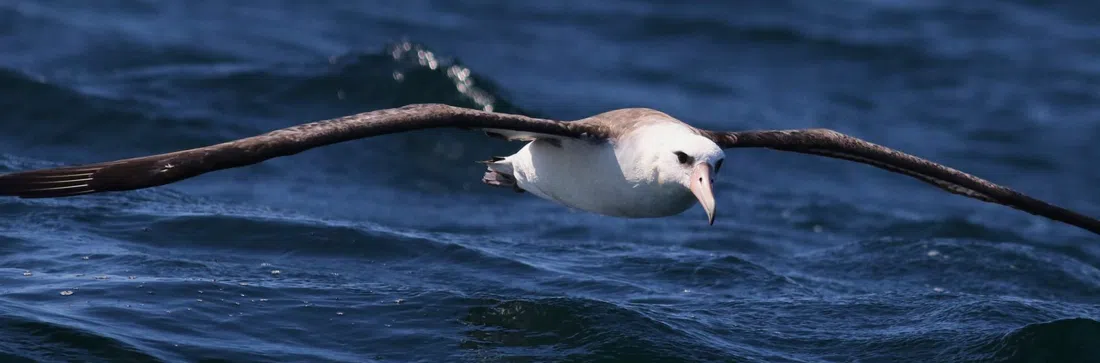 Westport Seabirds, Washington