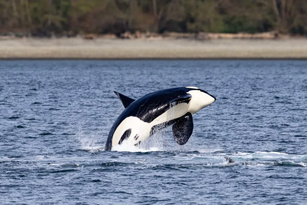 FRS Clipper (Seattle Whale Watching), Washington
