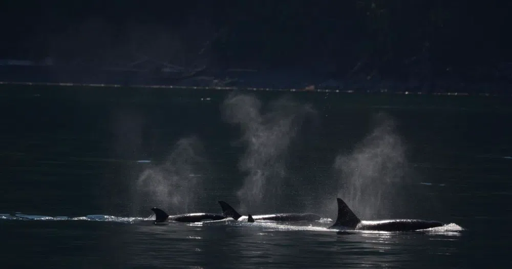 The Best Whale Watching Tours in Washington