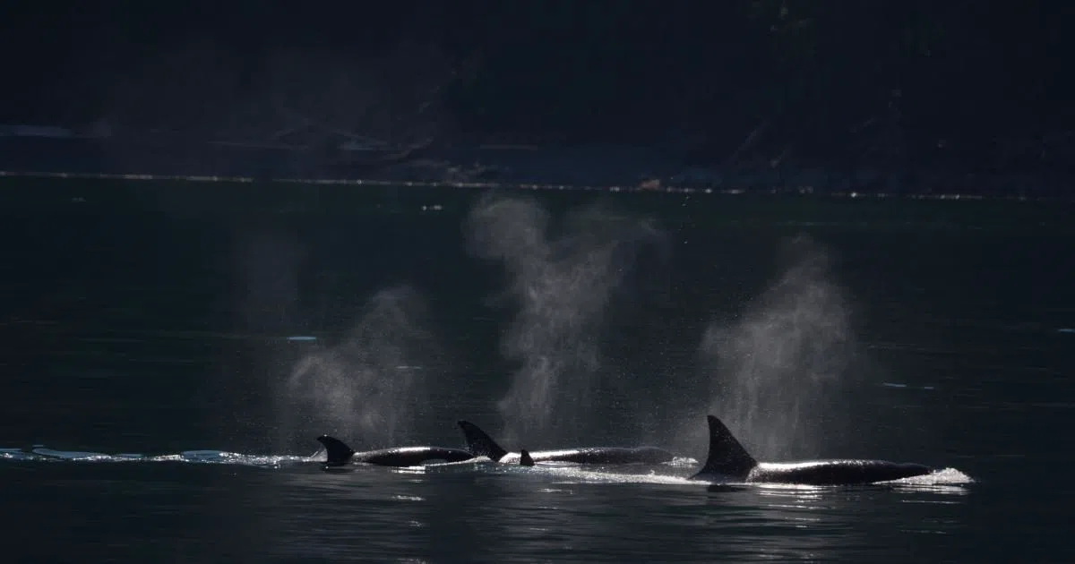 The Best Whale Watching Tours in Washington