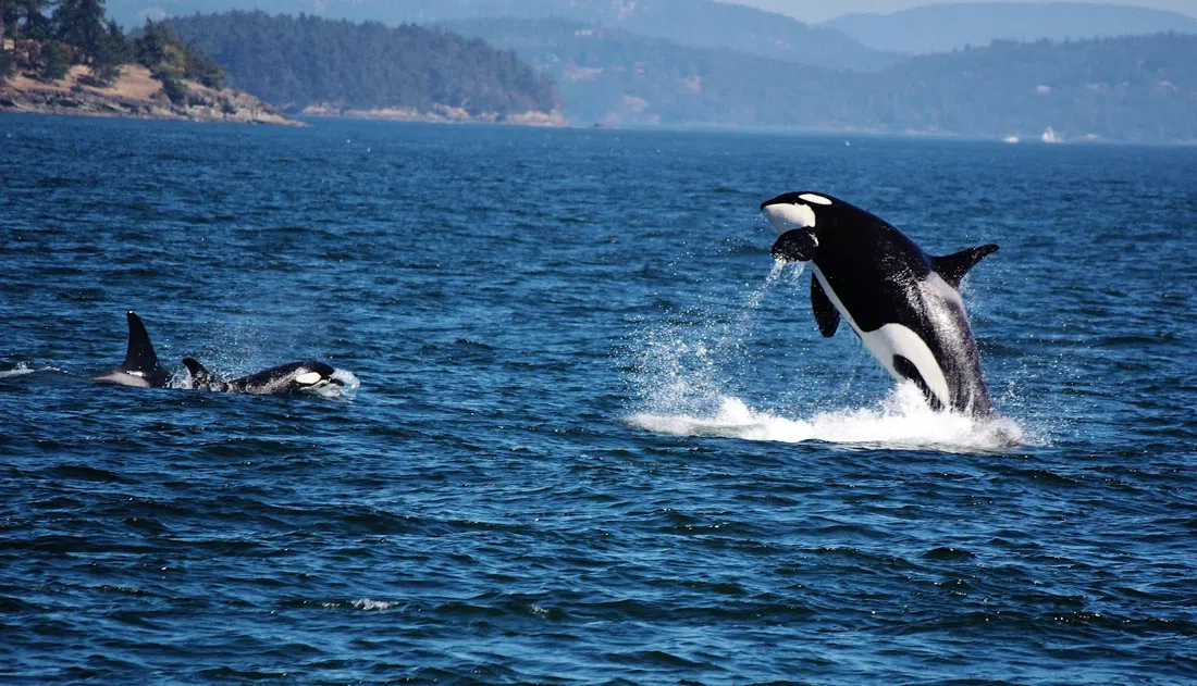 San Juan Excursions, Washington