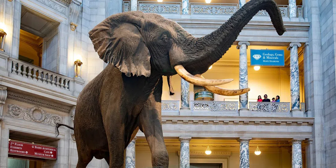 National Museum of Natural History, Washington