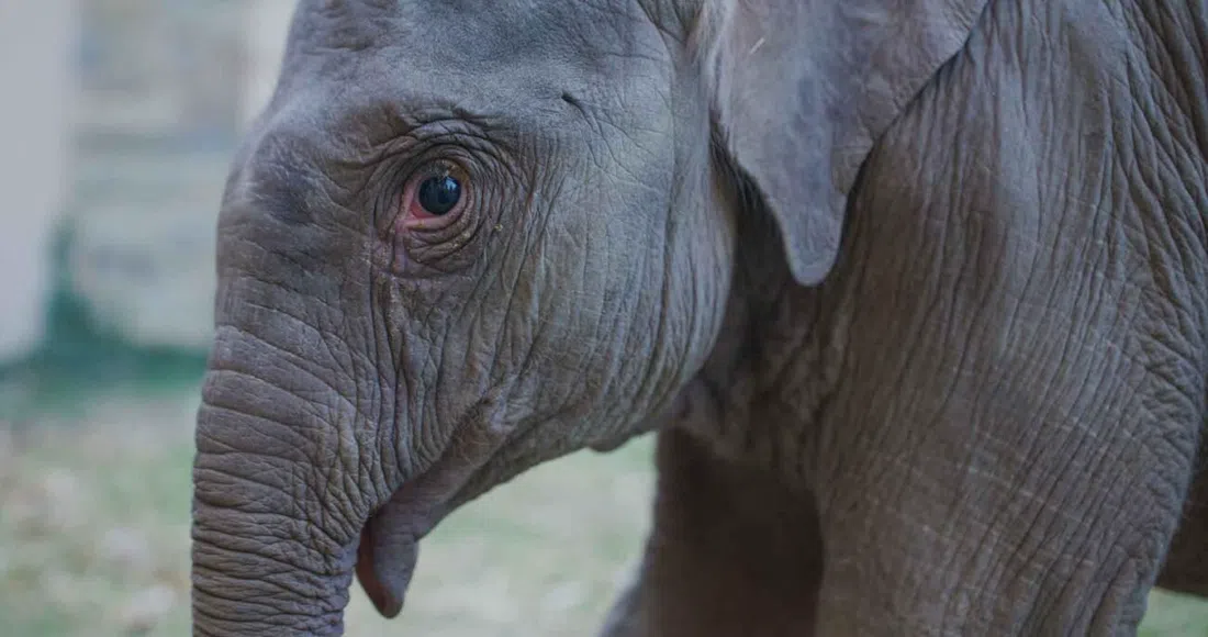 Smithsonian's National Zoo and Conservation Biology Institute, Washington