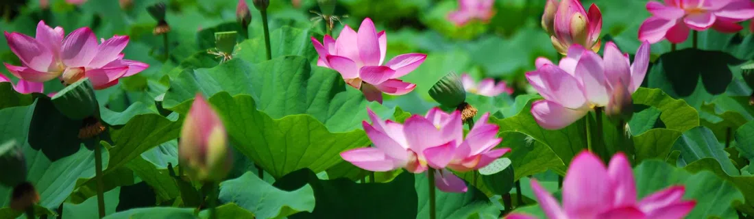 Kenilworth Park & Aquatic Gardens, Washington