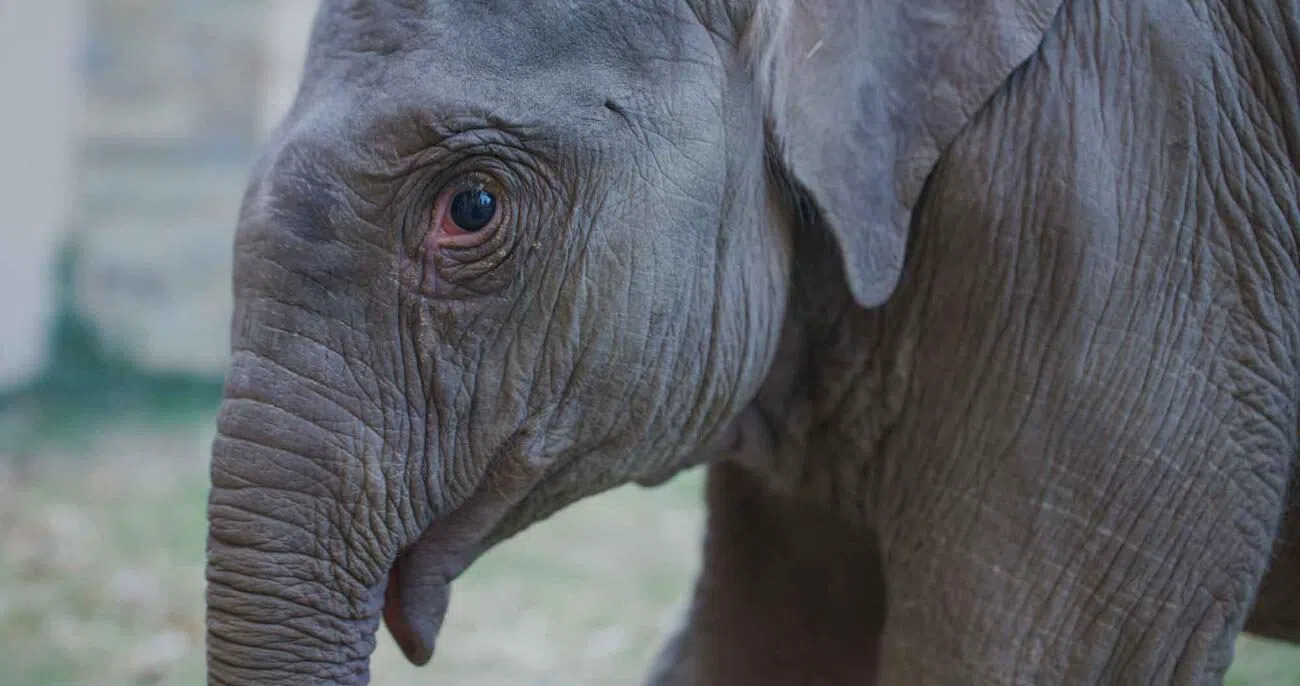 Smithsonian's National Zoo and Conservation Biology Institute, Washington
