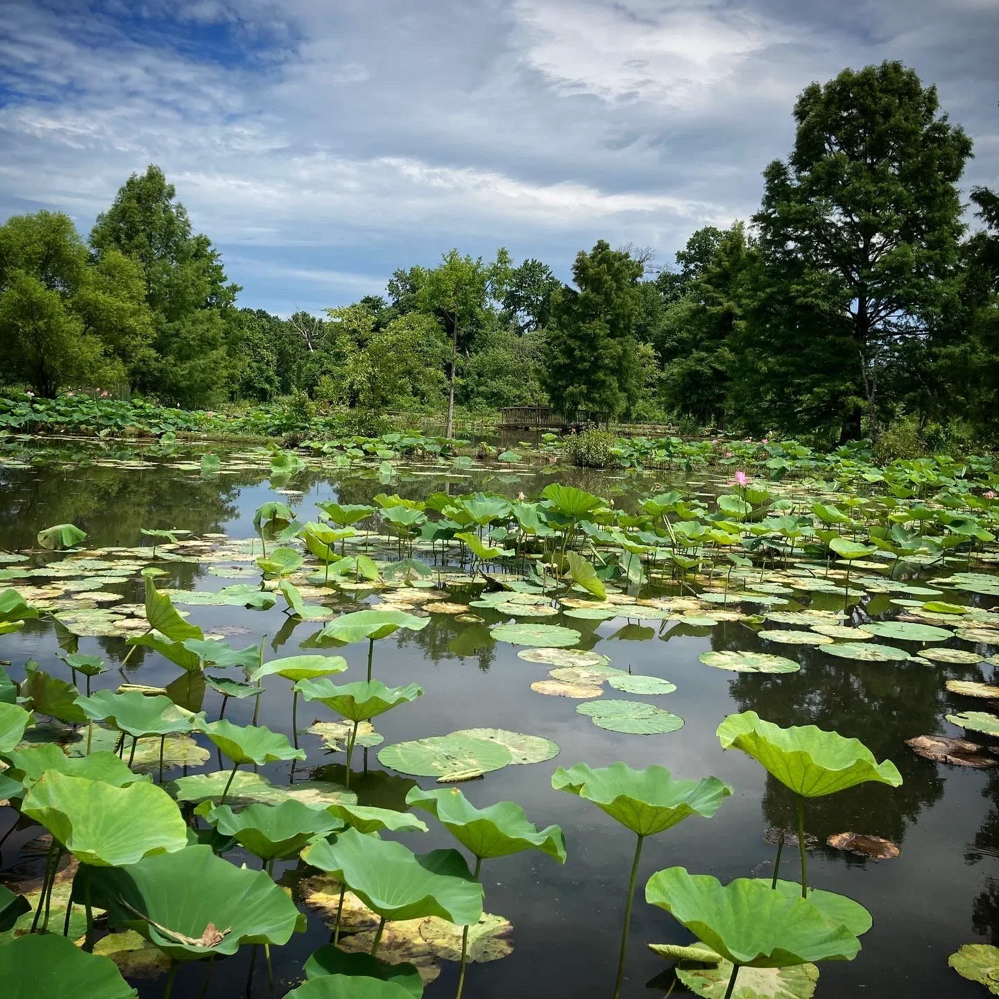 Kenilworth Park & Aquatic Gardens, Washington